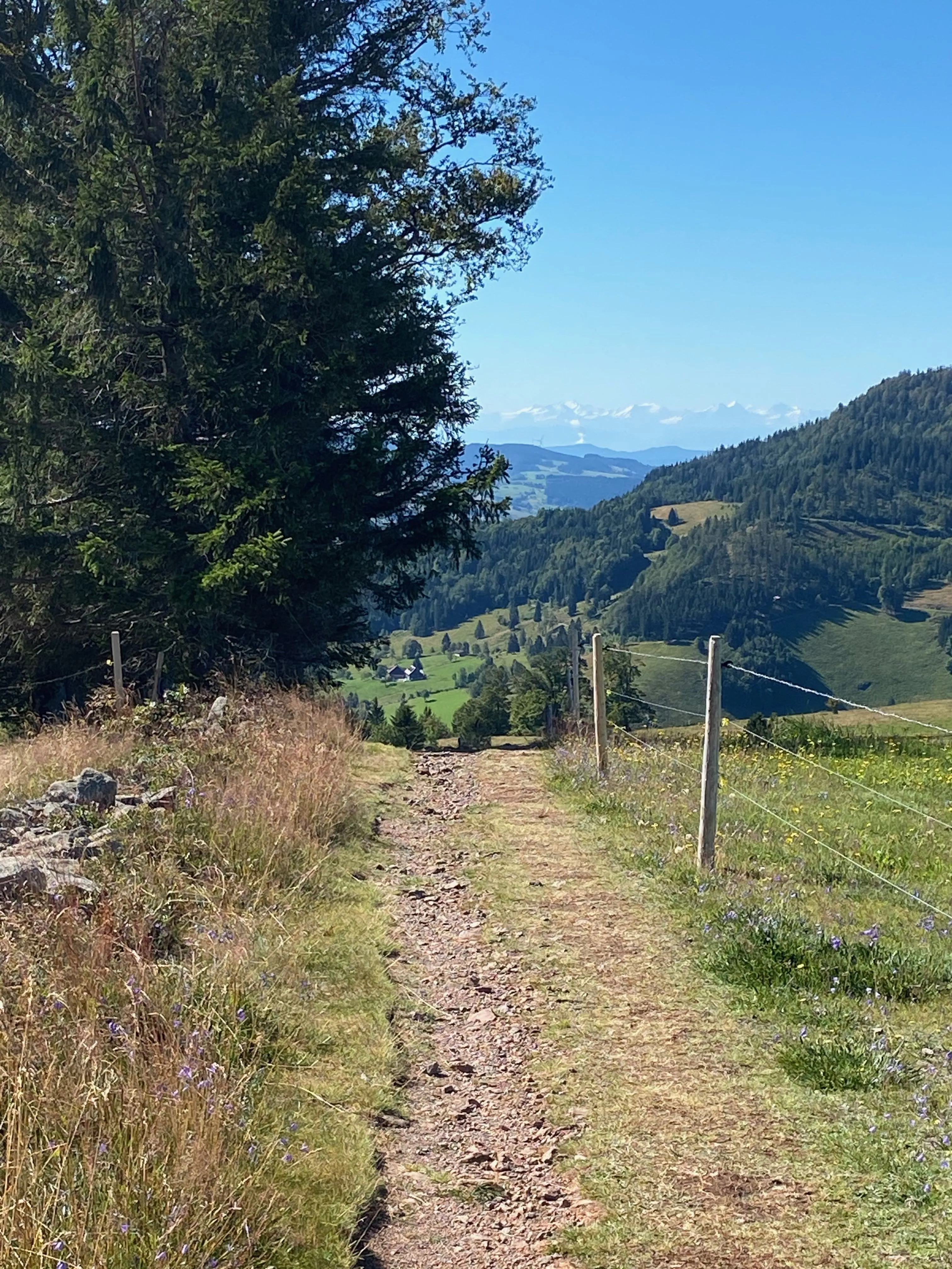Ein Foto von einem Wanderweg im Schwarzwald in der Nähe der Praxis SprachGewandt.